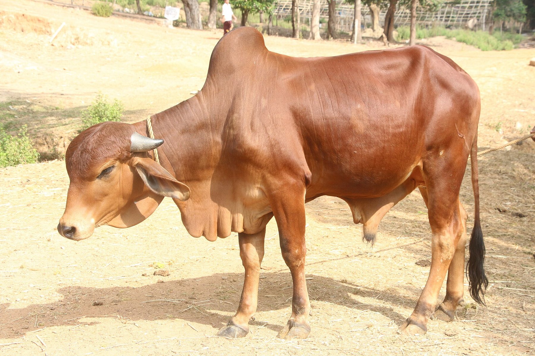 Gir cow portrait