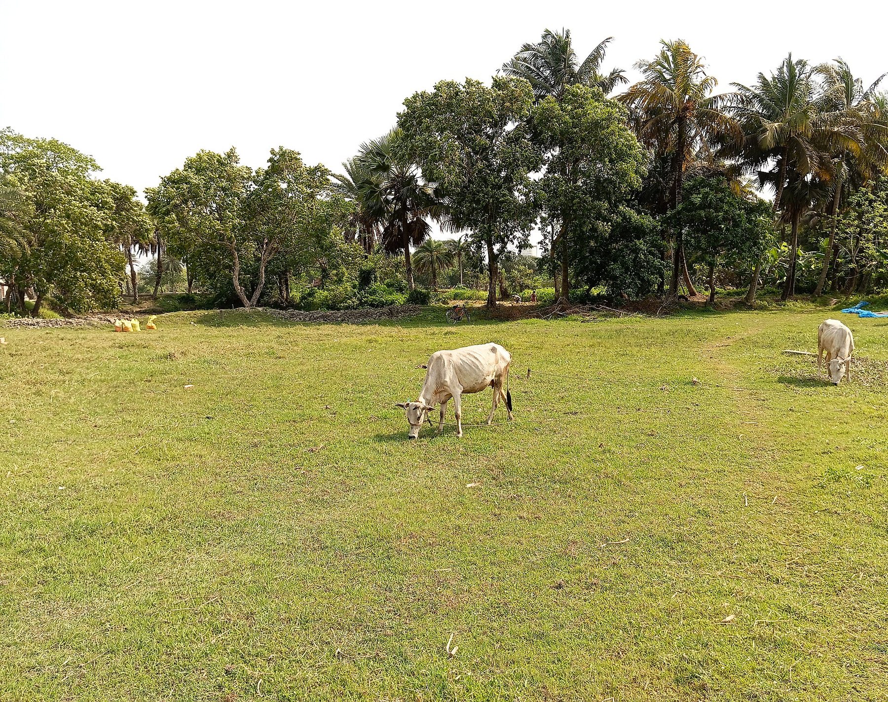Gir cows grazing together in a meadow