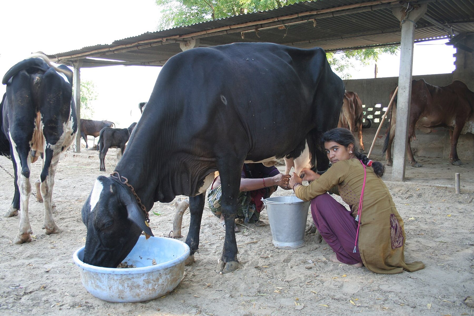 Hand-milking, no automation